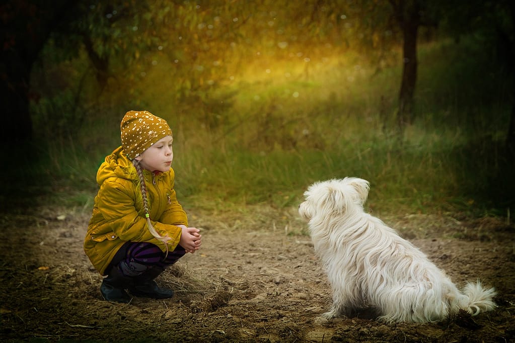 friendship, nature, dog-2939535.jpg
